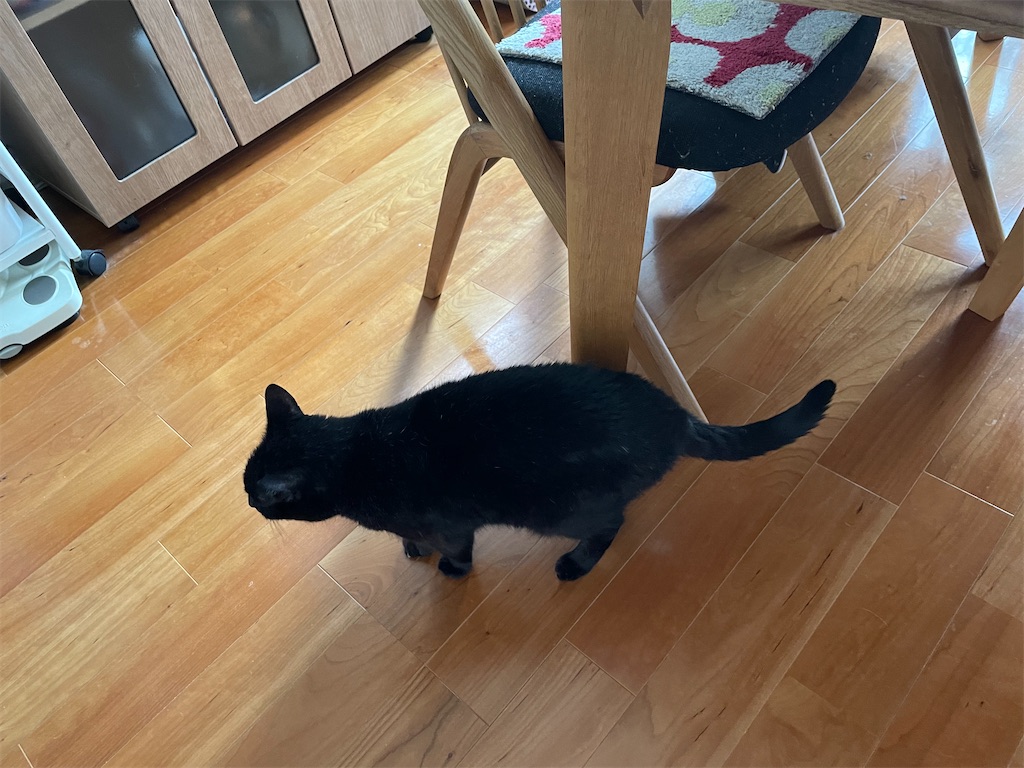 f:id:hiraryo0201:20230528091652j:image