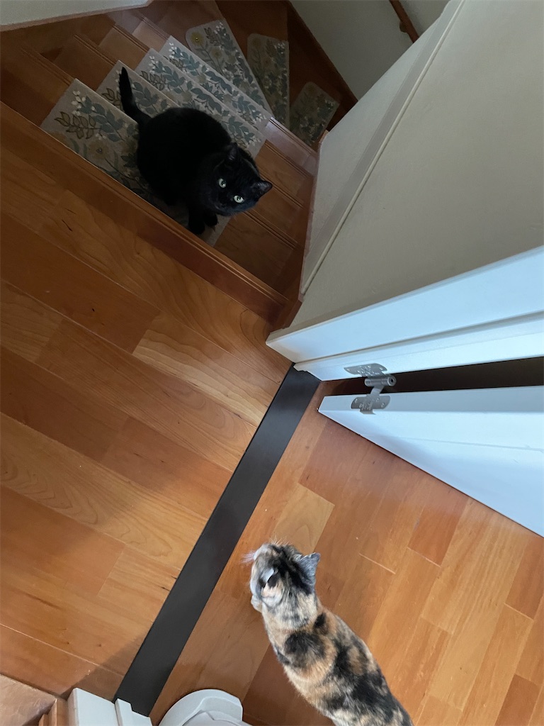 f:id:hiraryo0201:20230528091708j:image