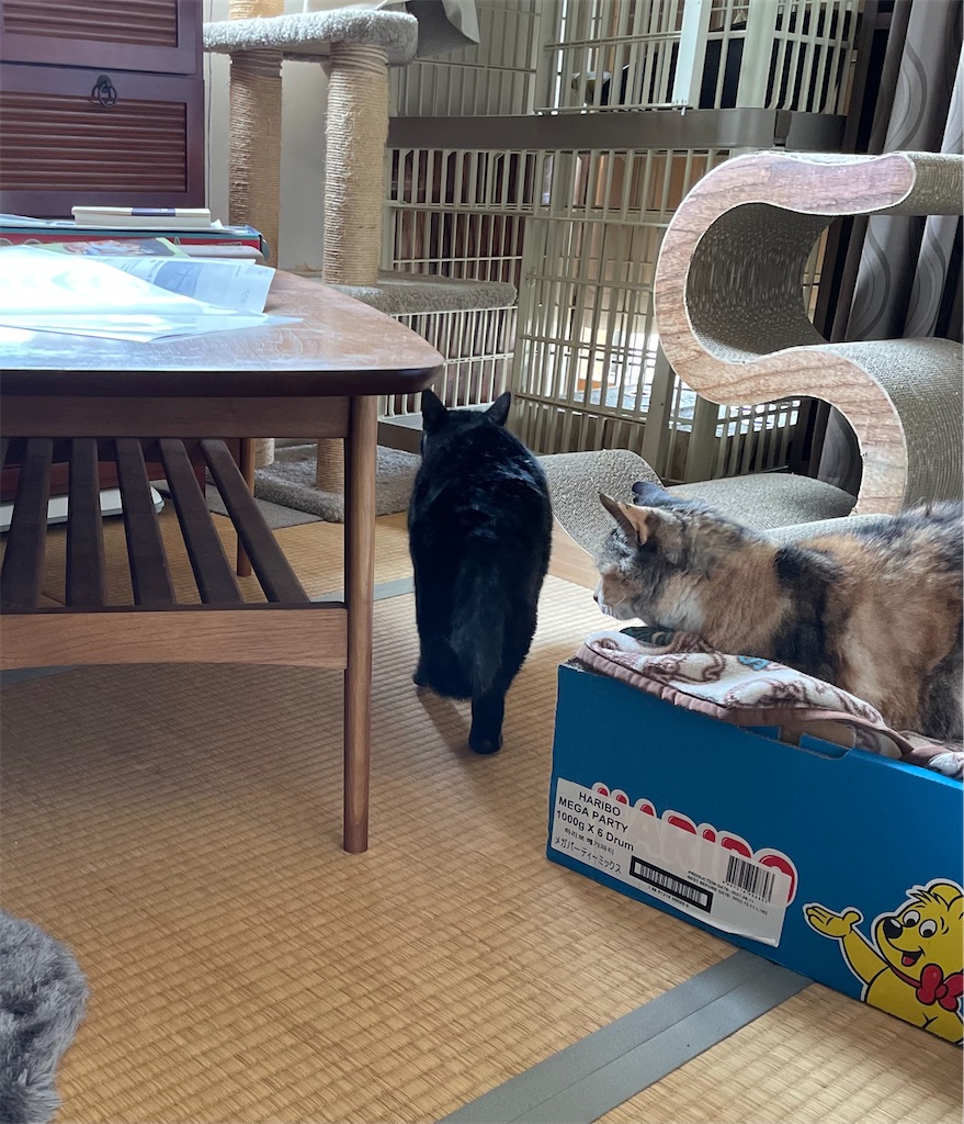 f:id:hiraryo0201:20230528091711j:image