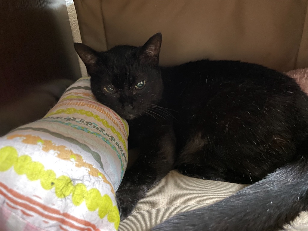 f:id:hiraryo0201:20230530122408j:image f:id:hiraryo0201:20230530122408j:image