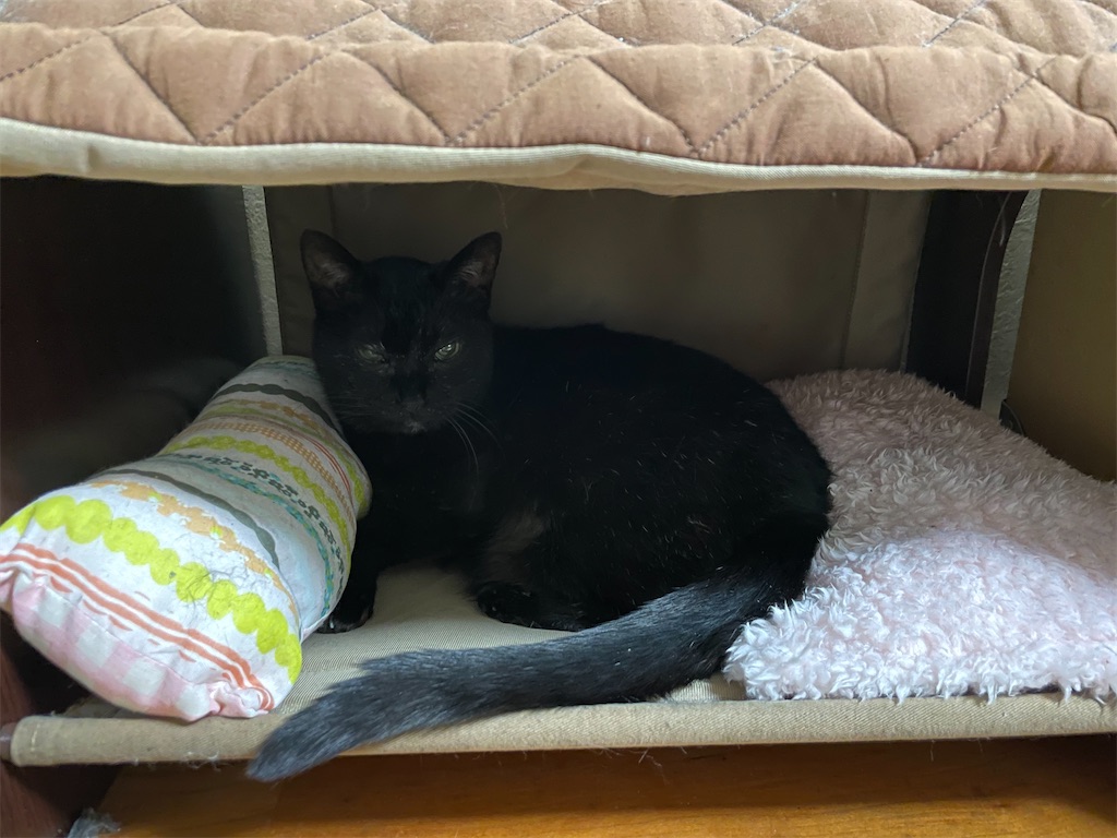 f:id:hiraryo0201:20230530202107j:image f:id:hiraryo0201:20230530202107j:image