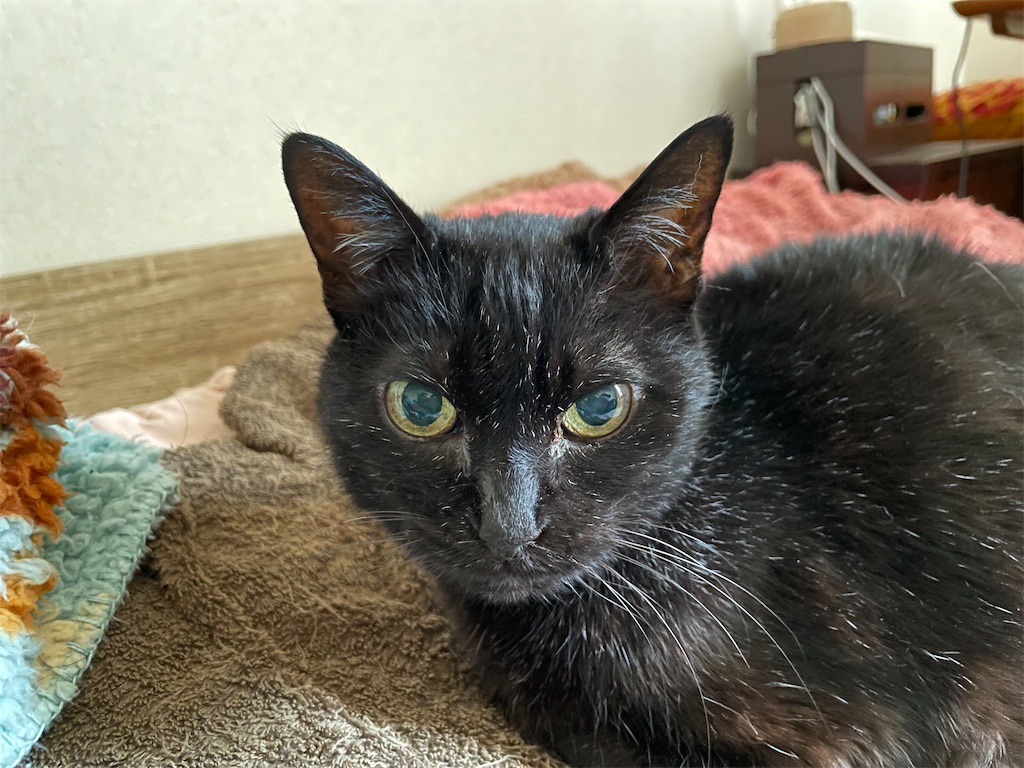 f:id:hiraryo0201:20230601202630j:image