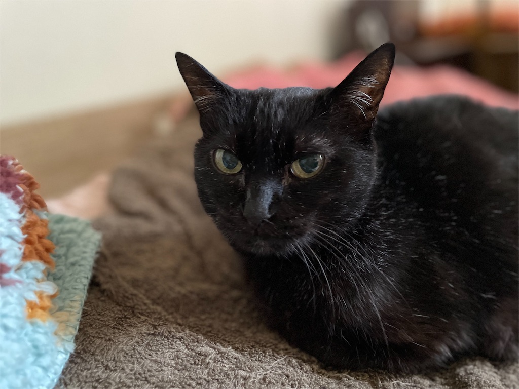 f:id:hiraryo0201:20230601202633j:image