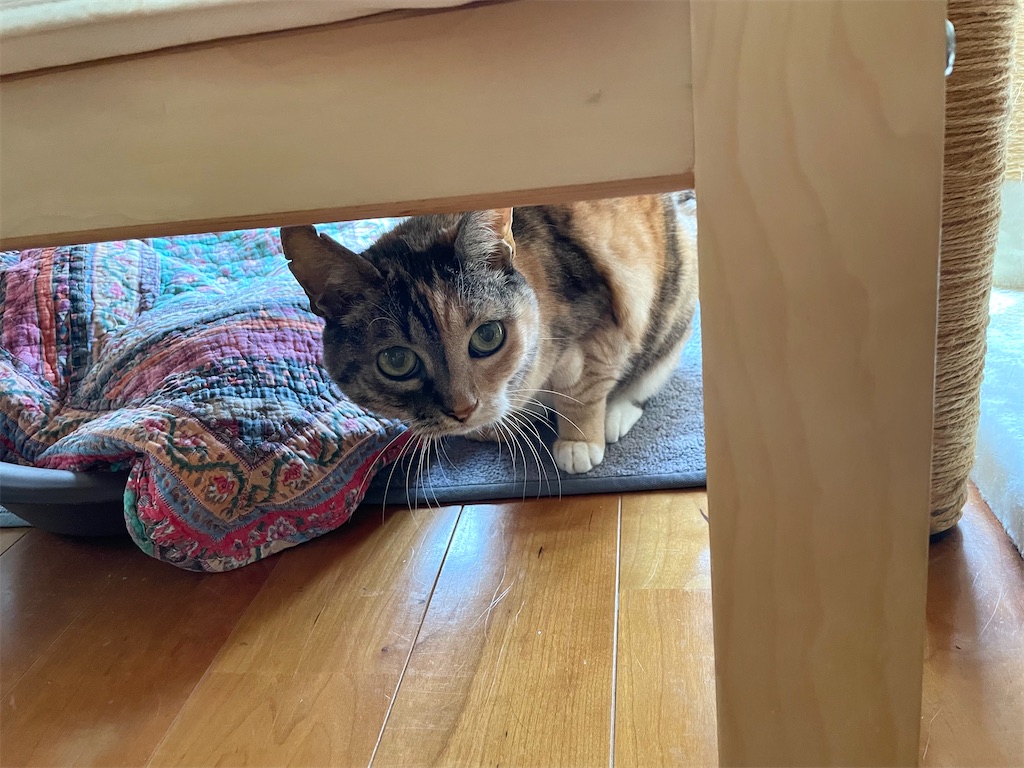 f:id:hiraryo0201:20230604143705j:image