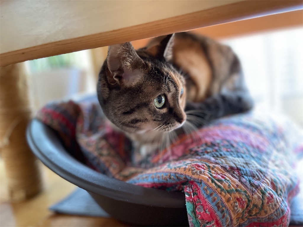 f:id:hiraryo0201:20230604143716j:image