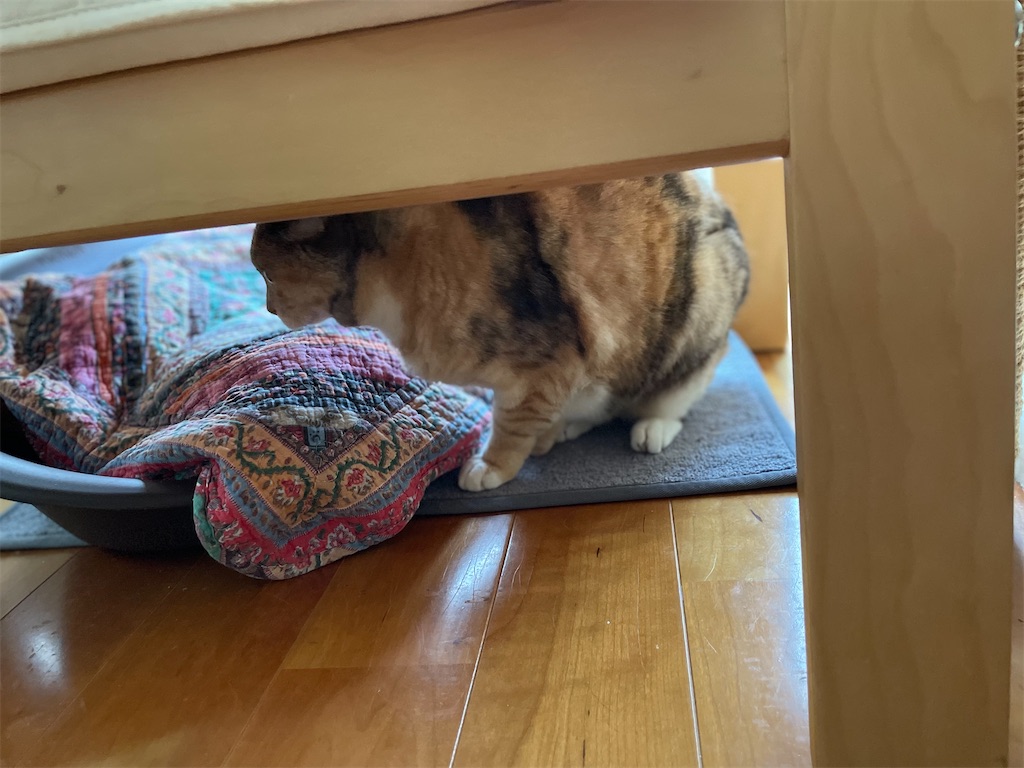 f:id:hiraryo0201:20230604143720j:image