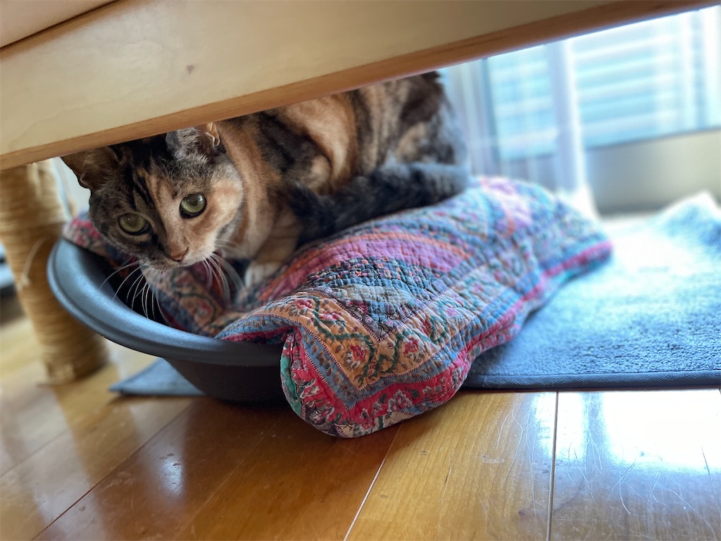 f:id:hiraryo0201:20230604143726j:image