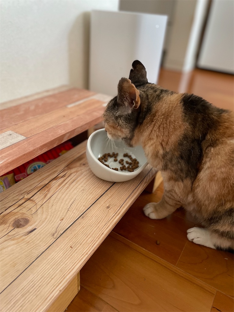 f:id:hiraryo0201:20230604144030j:image