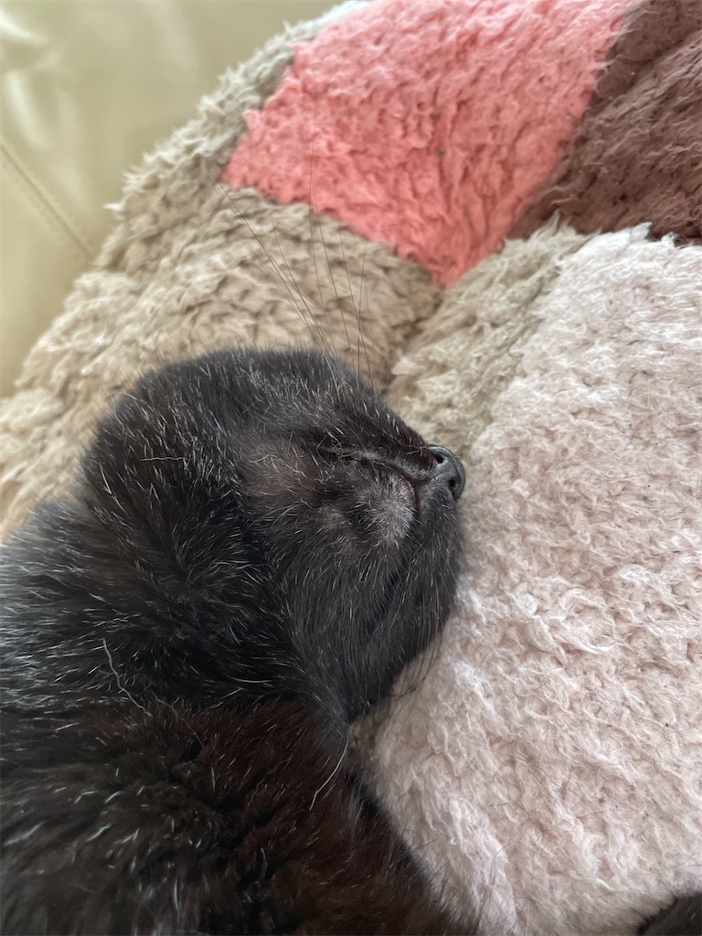 f:id:hiraryo0201:20230619212504j:image