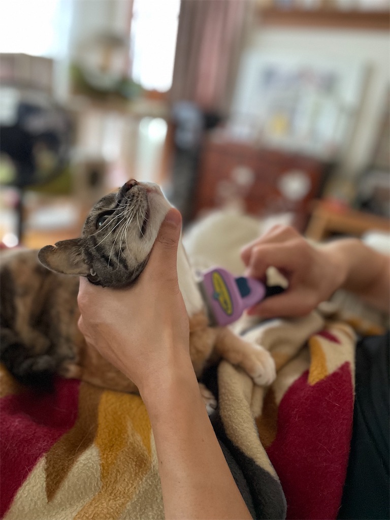 f:id:hiraryo0201:20230620202314j:image f:id:hiraryo0201:20230620202314j:image