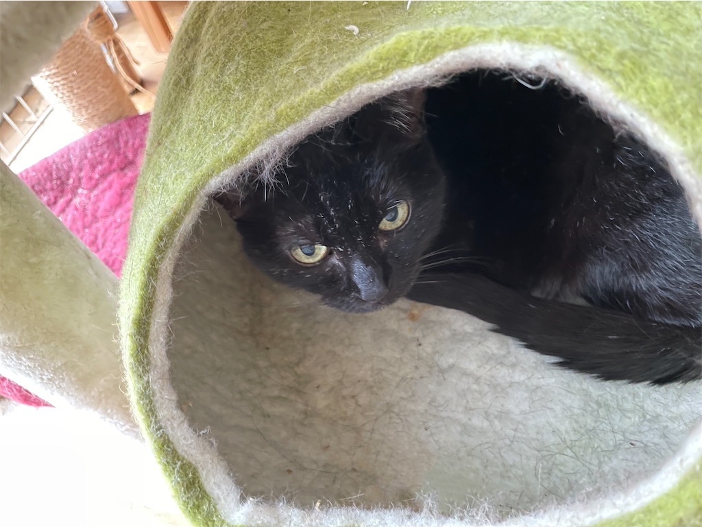 f:id:hiraryo0201:20230623080900j:image