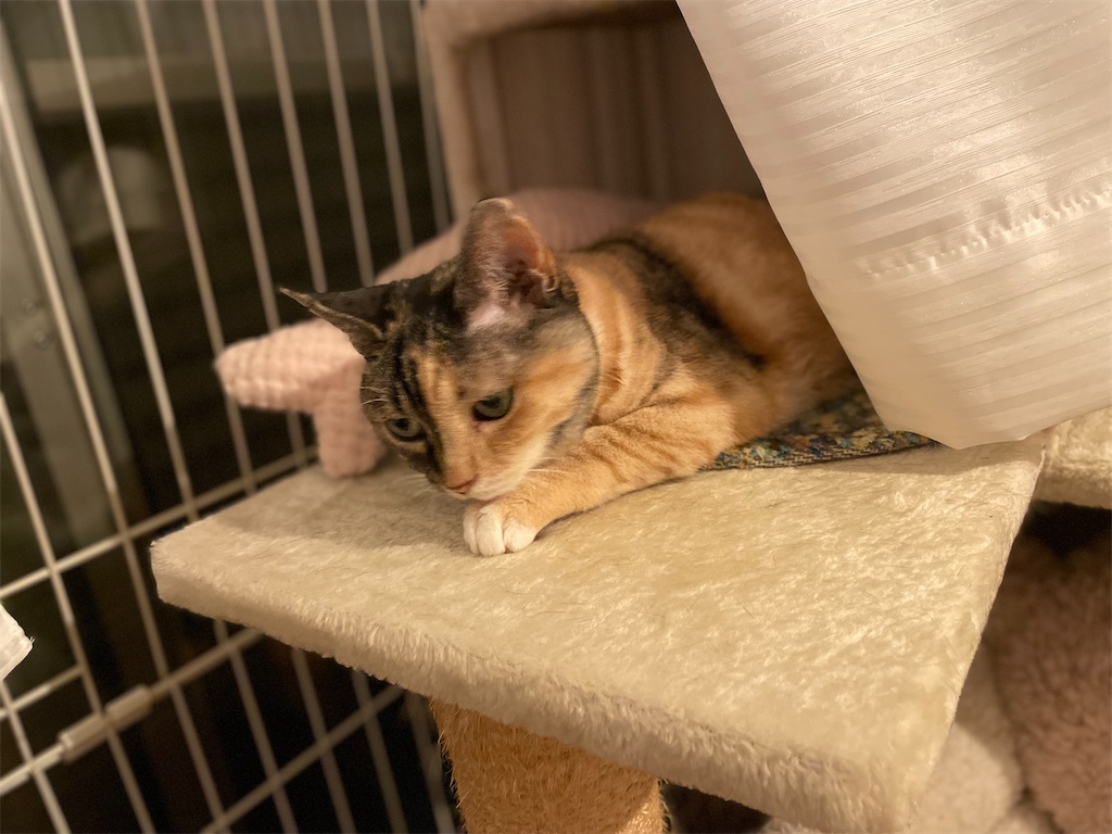 f:id:hiraryo0201:20230701103307j:image