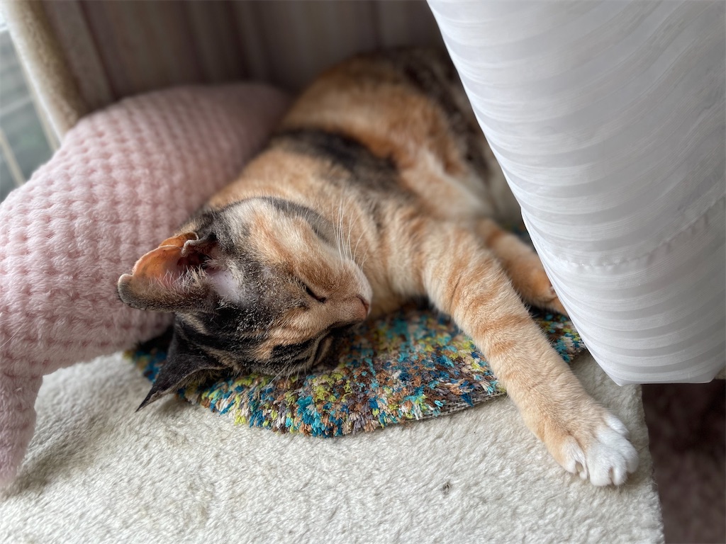 f:id:hiraryo0201:20230701103328j:image