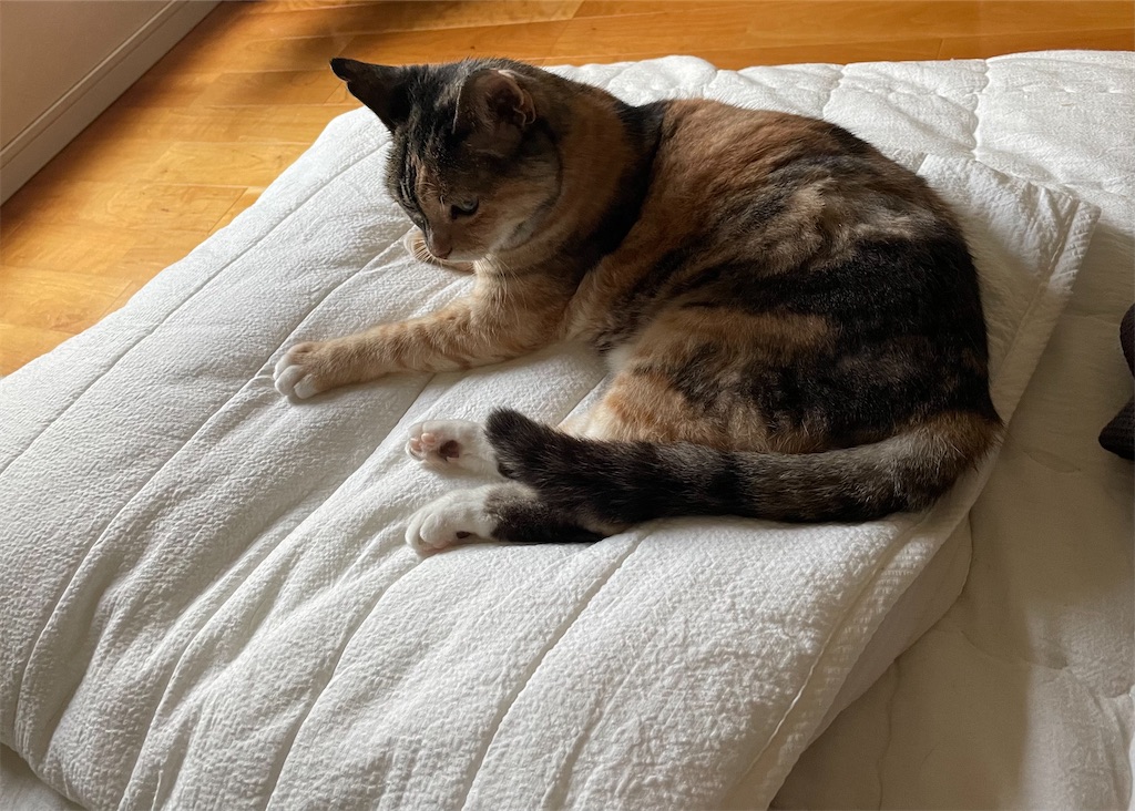 f:id:hiraryo0201:20230702111431j:image