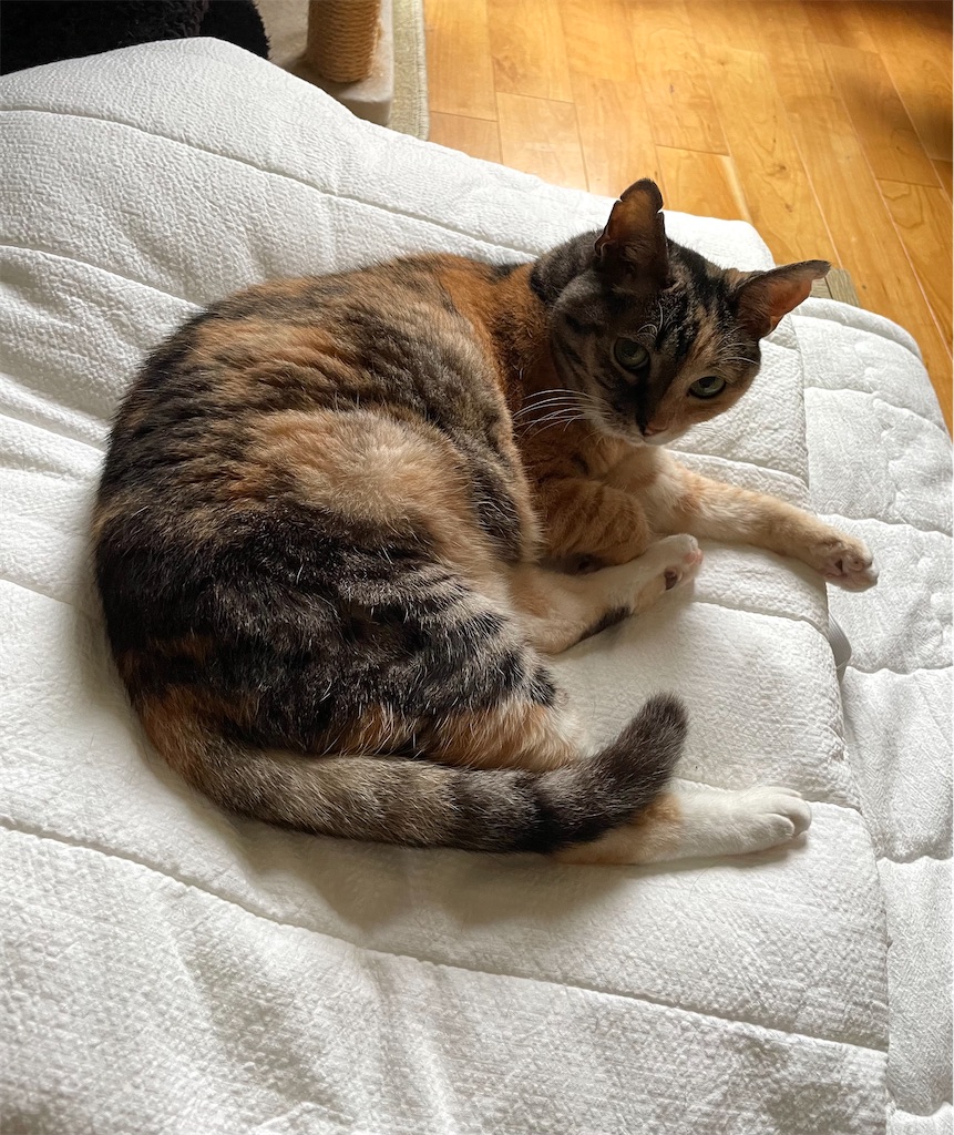 f:id:hiraryo0201:20230702111452j:image