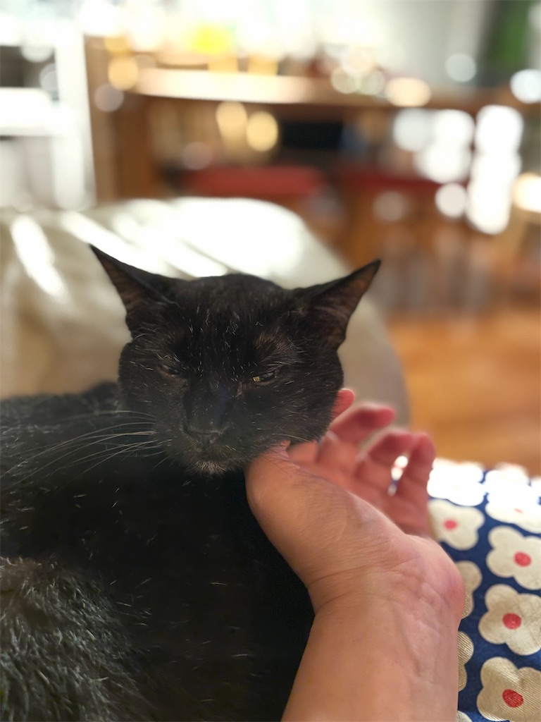 f:id:hiraryo0201:20230710194847j:image f:id:hiraryo0201:20230710194847j:image