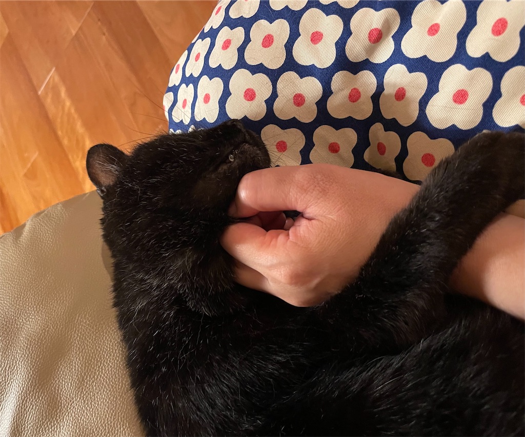 f:id:hiraryo0201:20230710194907j:image f:id:hiraryo0201:20230710194907j:image