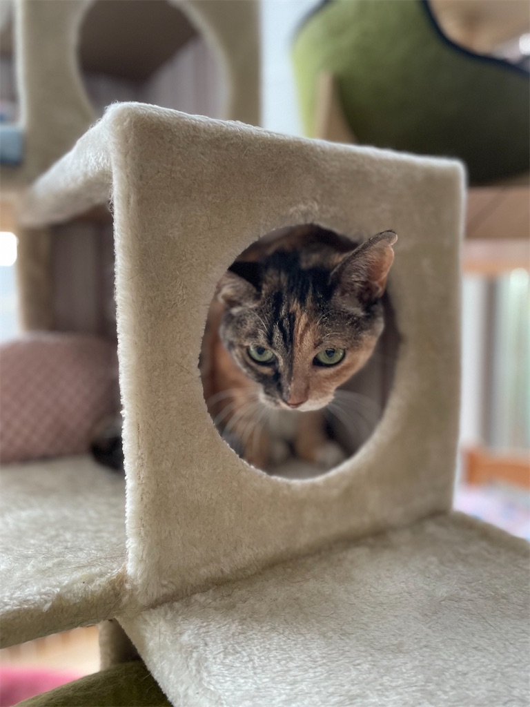 f:id:hiraryo0201:20230715175100j:image