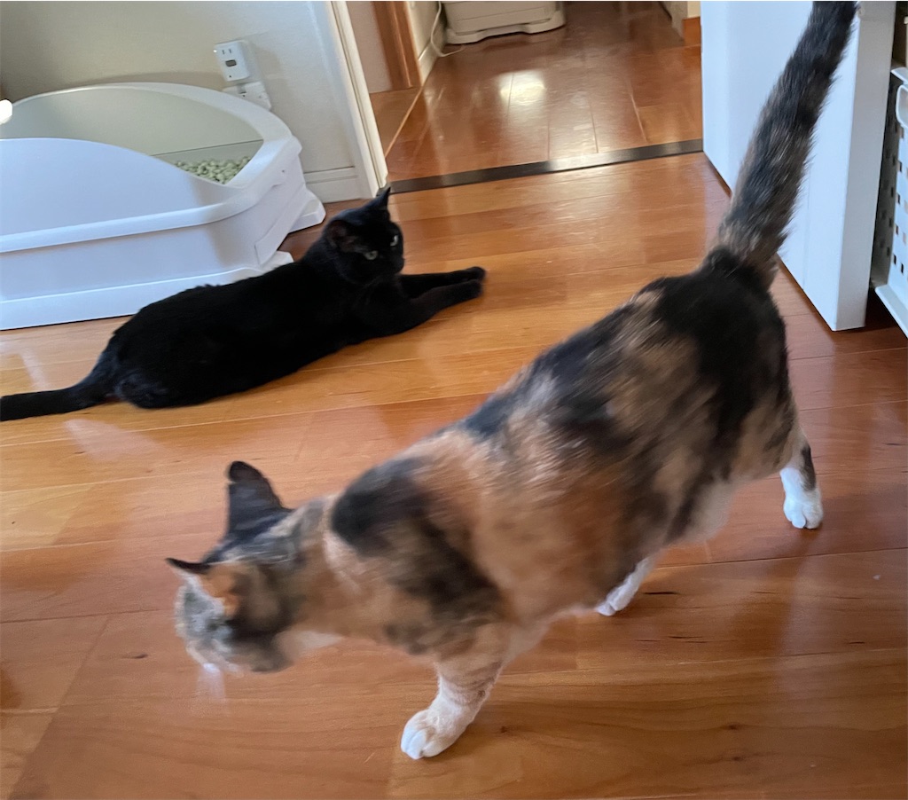 f:id:hiraryo0201:20230716164922j:image