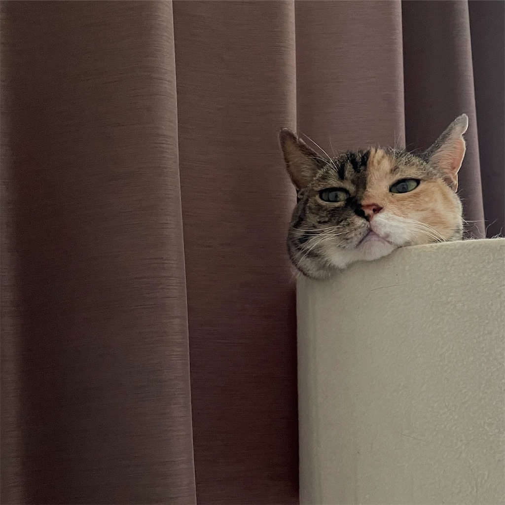 f:id:hiraryo0201:20230716164933j:image f:id:hiraryo0201:20230716164933j:image