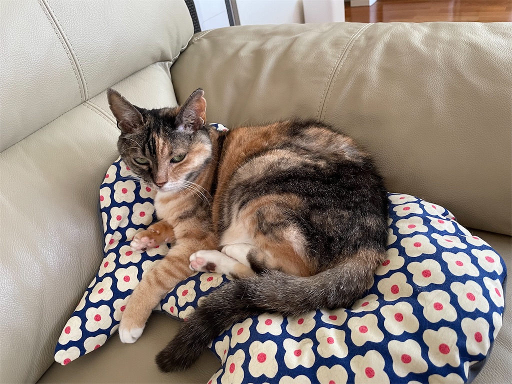 f:id:hiraryo0201:20230716164935j:image