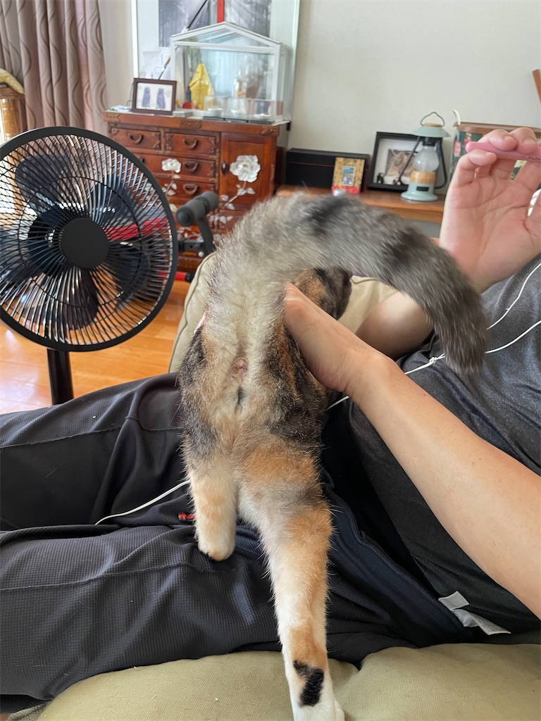 f:id:hiraryo0201:20230724205159j:image f:id:hiraryo0201:20230724205159j:image