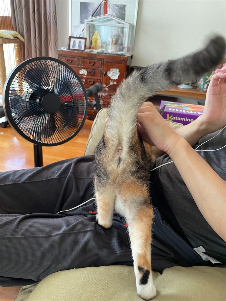 f:id:hiraryo0201:20230724205204j:image f:id:hiraryo0201:20230724205204j:image