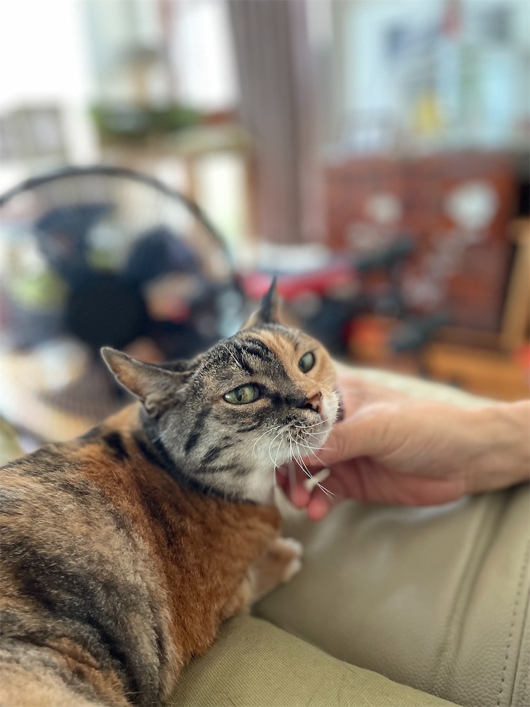 f:id:hiraryo0201:20230725204222j:image f:id:hiraryo0201:20230725204222j:image