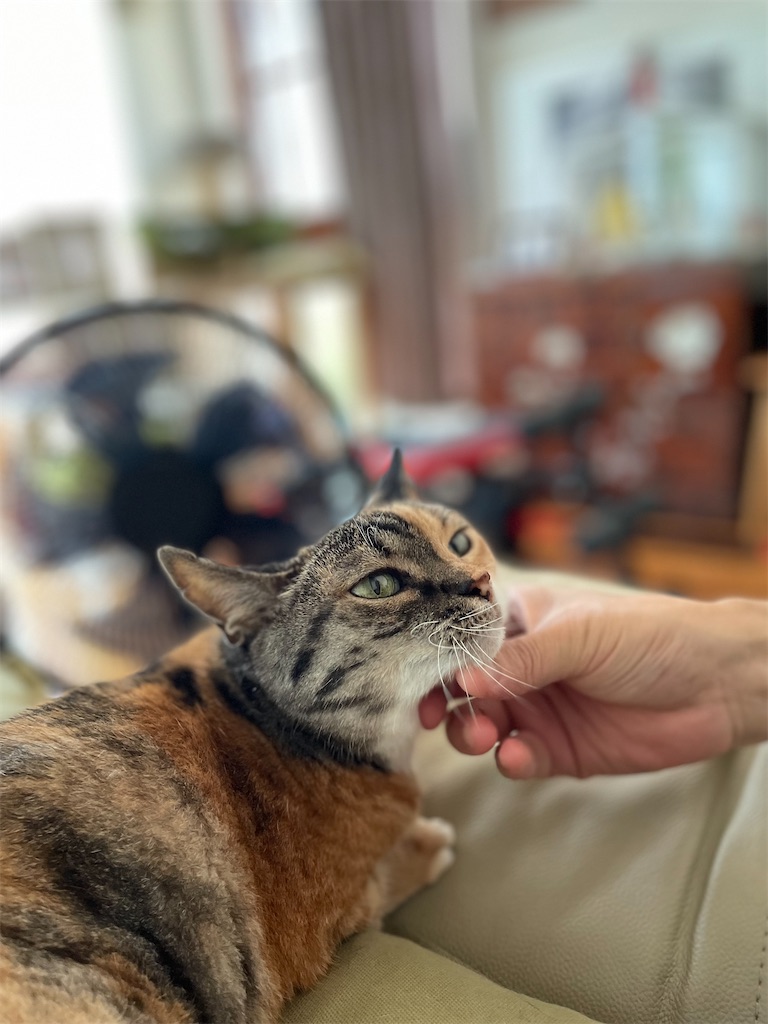 f:id:hiraryo0201:20230725204827j:image