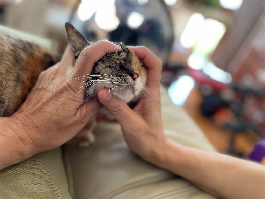 f:id:hiraryo0201:20230725204841j:image f:id:hiraryo0201:20230725204841j:image