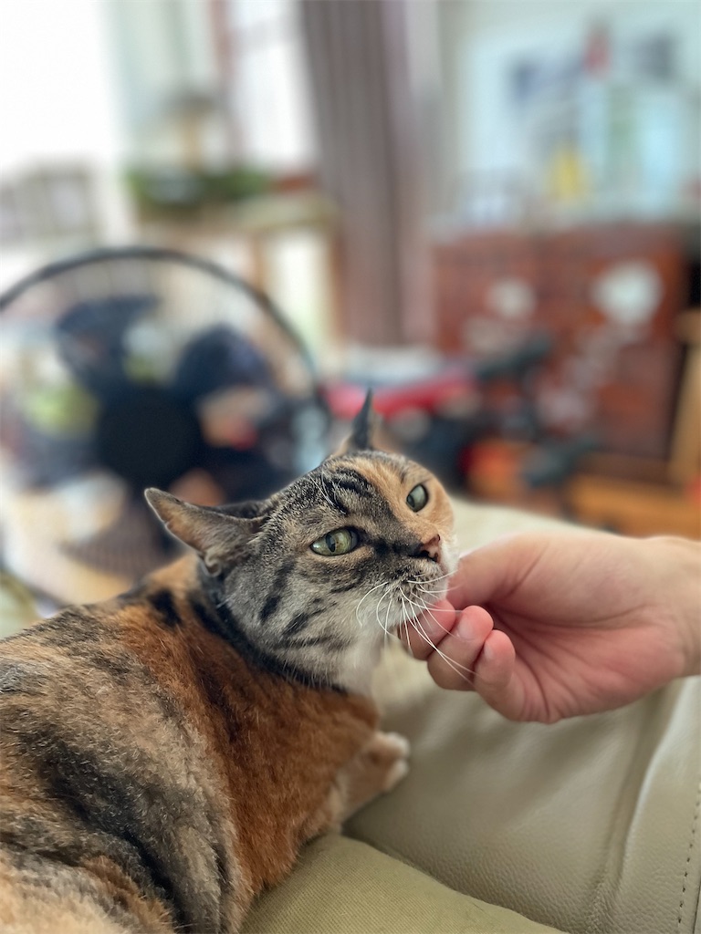 f:id:hiraryo0201:20230725205209j:image f:id:hiraryo0201:20230725205209j:image