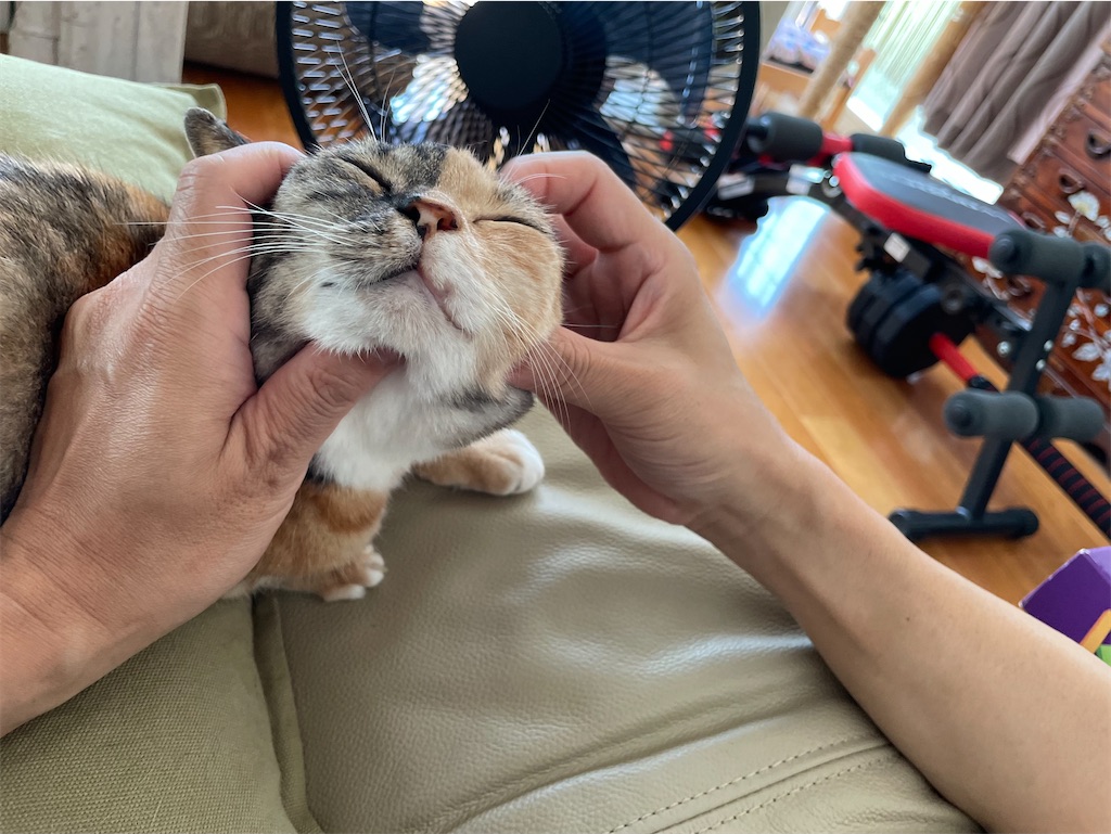 f:id:hiraryo0201:20230725205213j:image