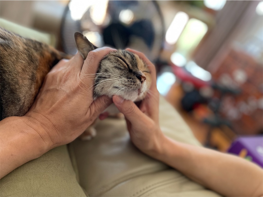 f:id:hiraryo0201:20230725205236j:image f:id:hiraryo0201:20230725205236j:image