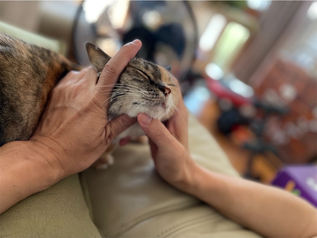 f:id:hiraryo0201:20230725205813j:image f:id:hiraryo0201:20230725205813j:image