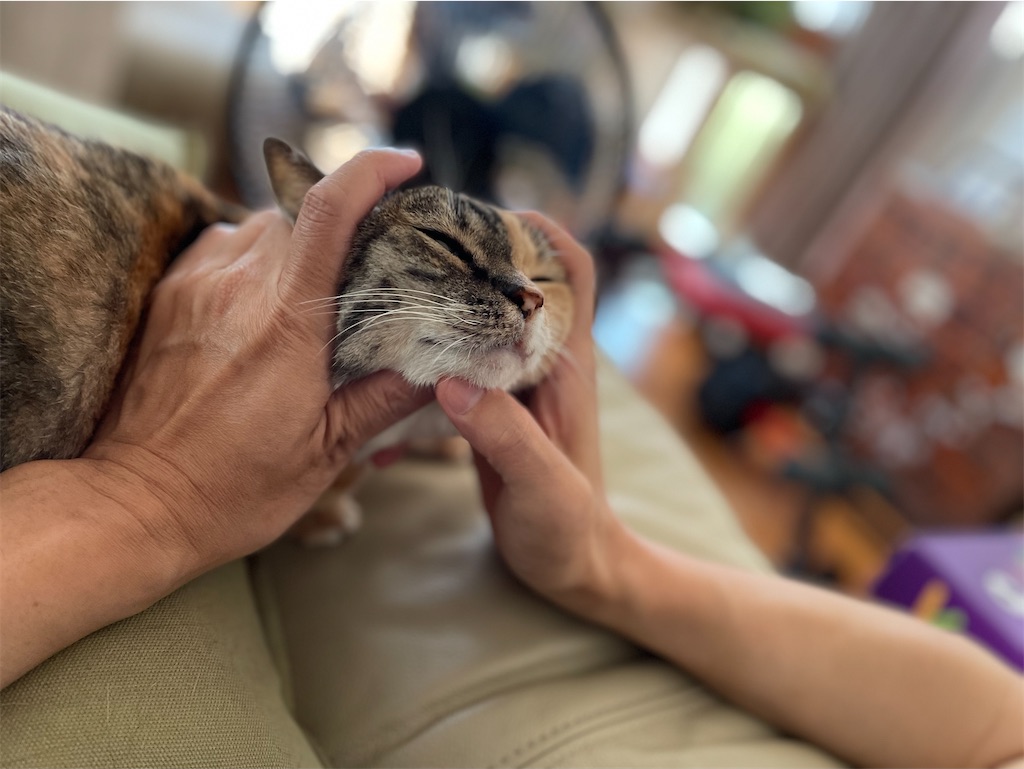 f:id:hiraryo0201:20230725210616j:image f:id:hiraryo0201:20230725210616j:image