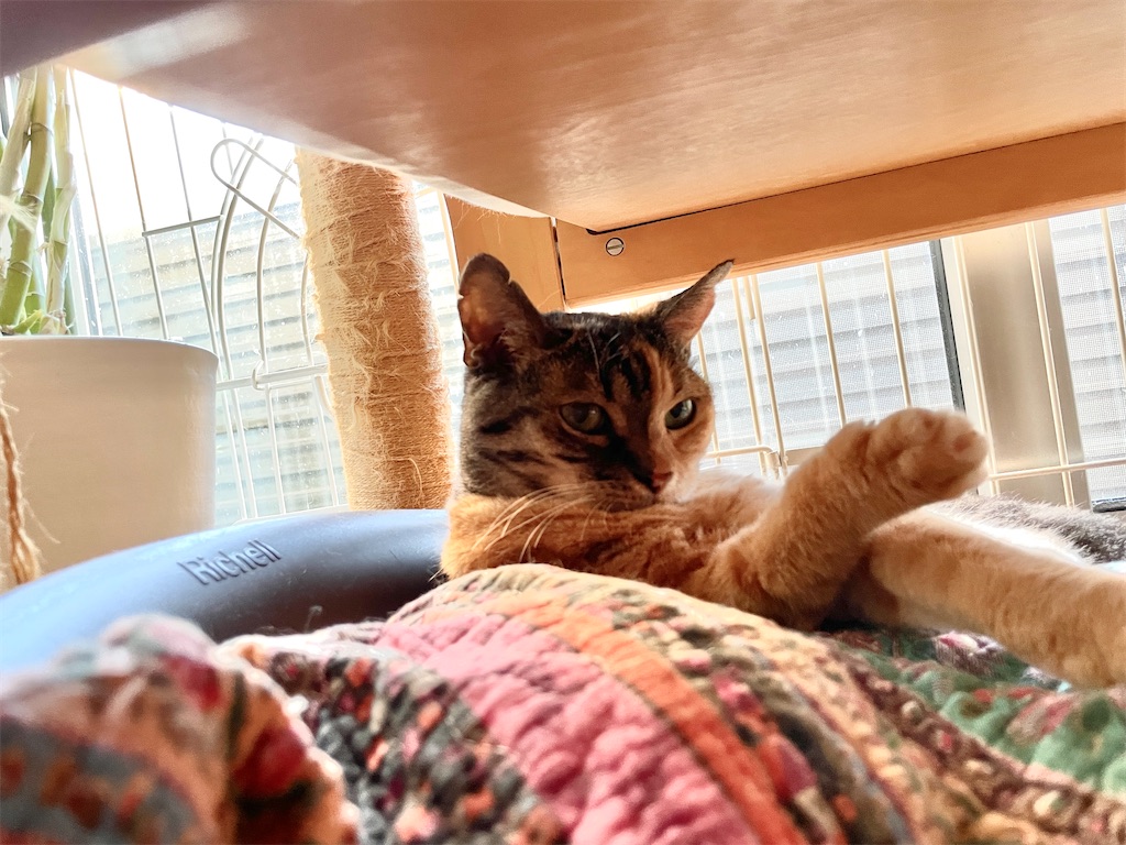 f:id:hiraryo0201:20230817111848j:image