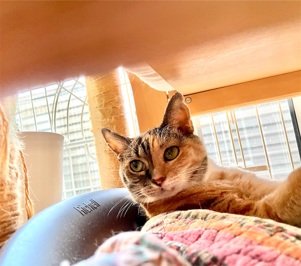 f:id:hiraryo0201:20230817111852j:image