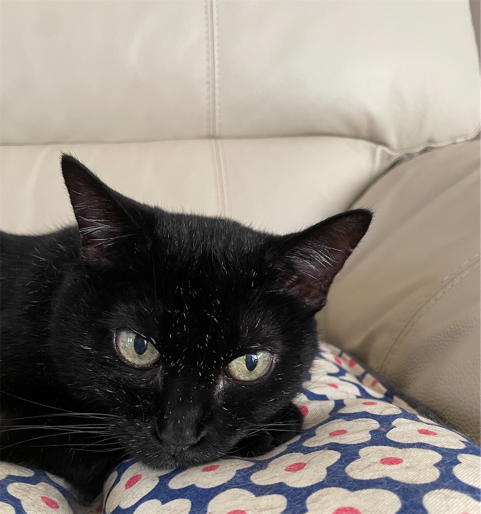 f:id:hiraryo0201:20230817111902j:image