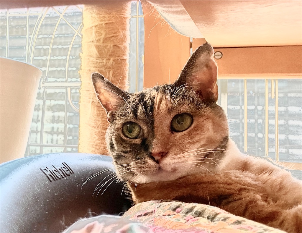 f:id:hiraryo0201:20230817111906j:image