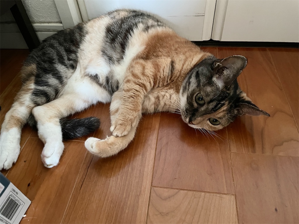 f:id:hiraryo0201:20230817112125j:image