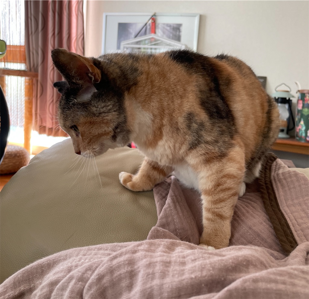 f:id:hiraryo0201:20230817112133j:image