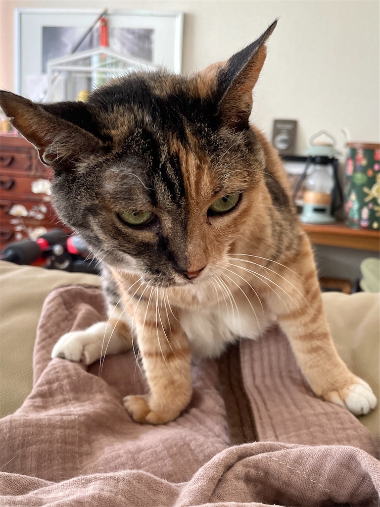 f:id:hiraryo0201:20230817112138j:image