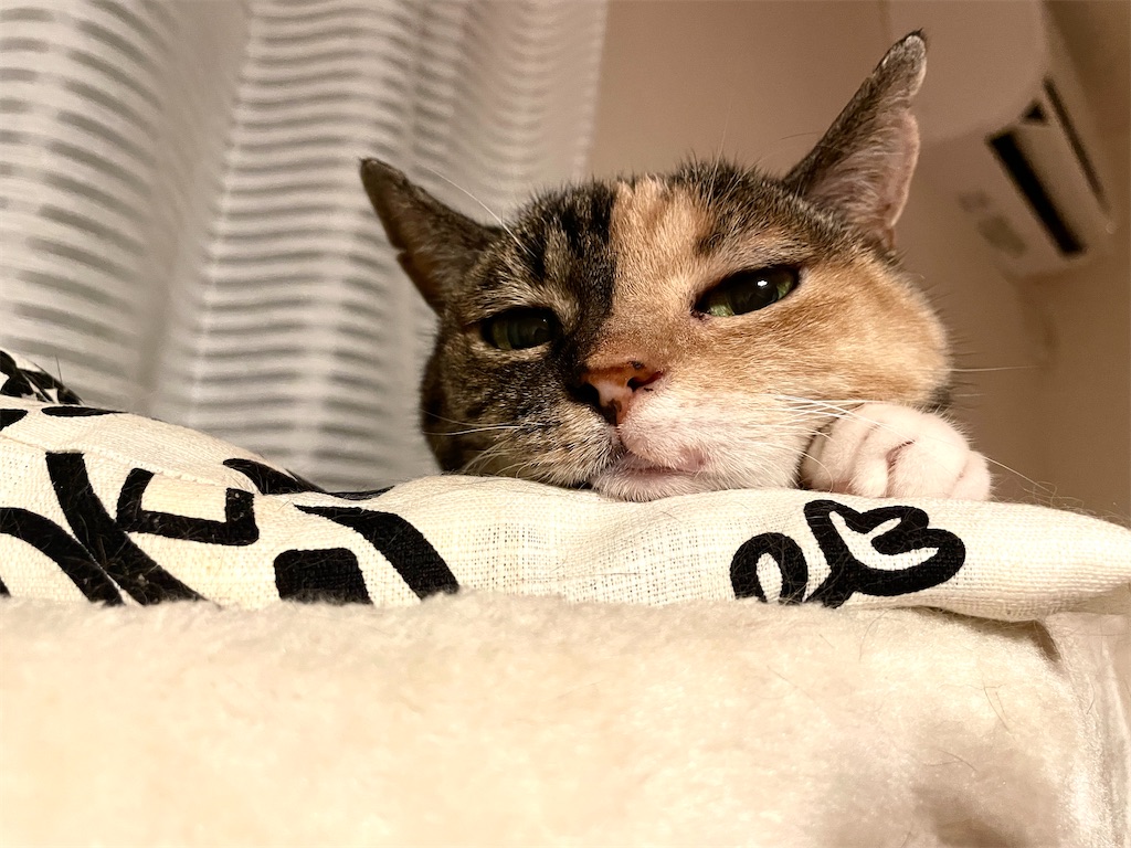 f:id:hiraryo0201:20230820110359j:image f:id:hiraryo0201:20230820110359j:image