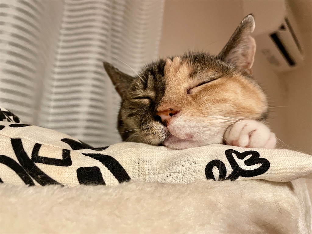 f:id:hiraryo0201:20230820110402j:image f:id:hiraryo0201:20230820110402j:image