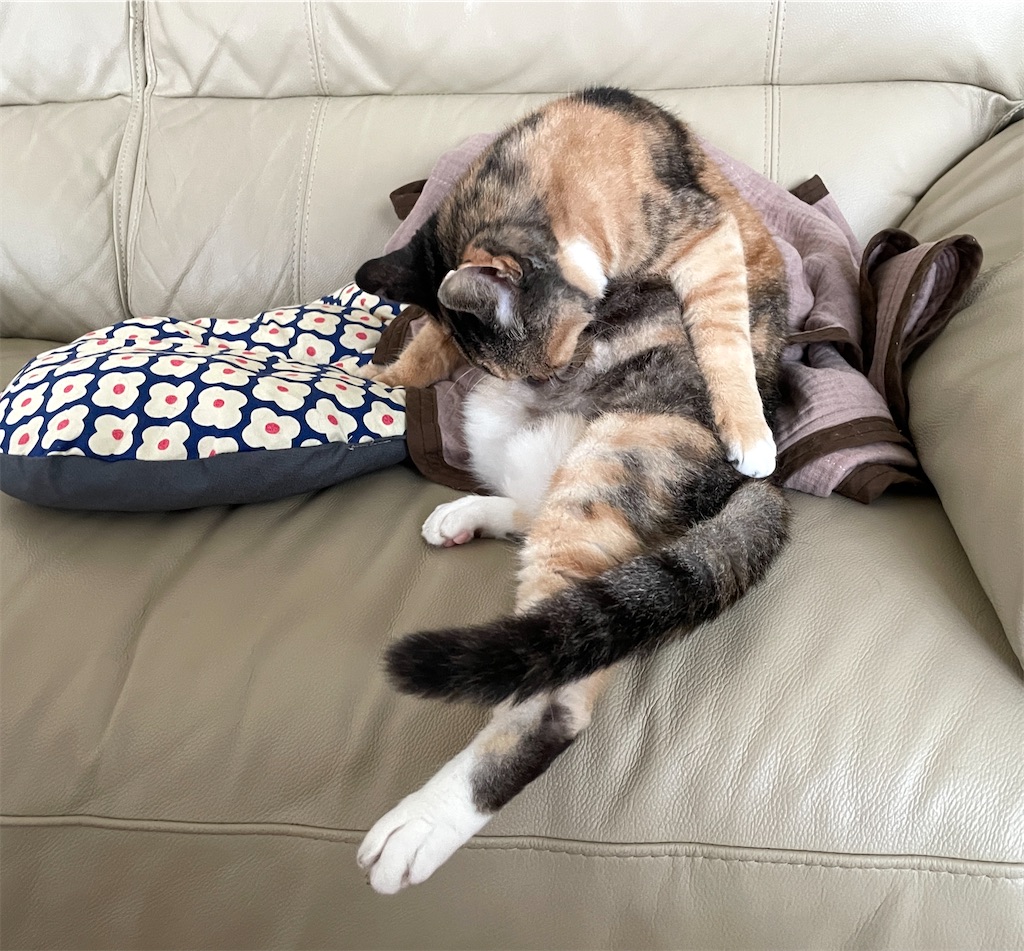 f:id:hiraryo0201:20230820110406j:image f:id:hiraryo0201:20230820110406j:image