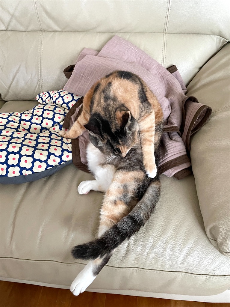 f:id:hiraryo0201:20230820110409j:image f:id:hiraryo0201:20230820110409j:image