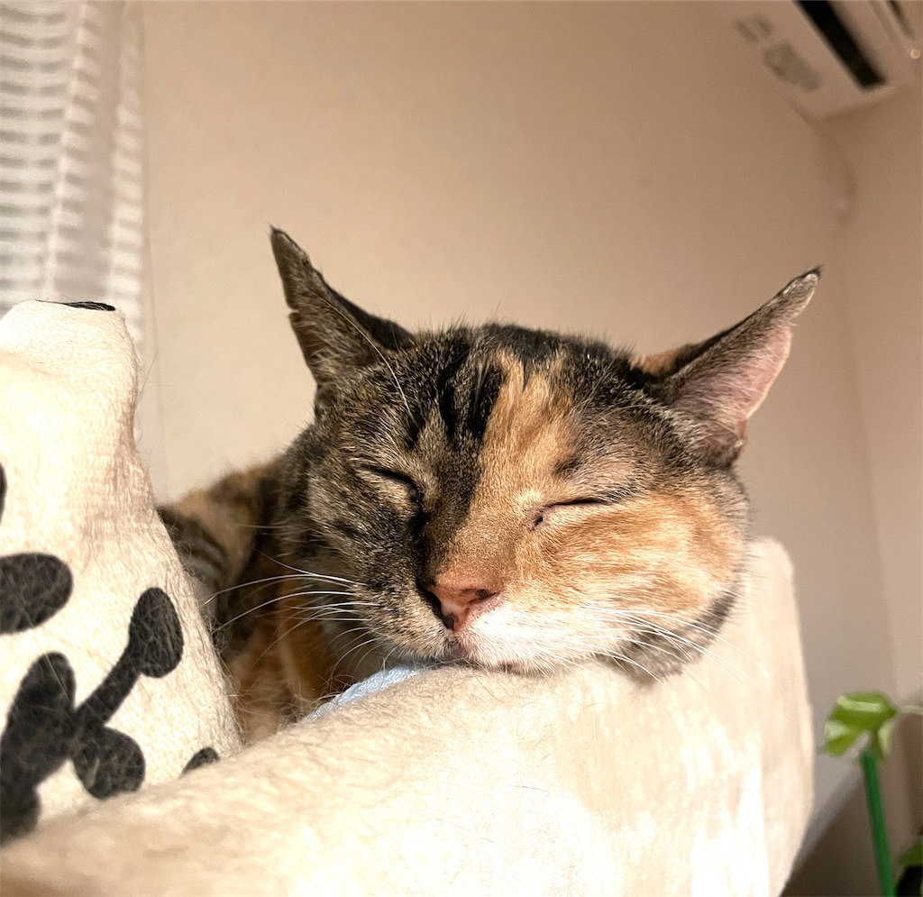 f:id:hiraryo0201:20230902081108j:image f:id:hiraryo0201:20230902081108j:image