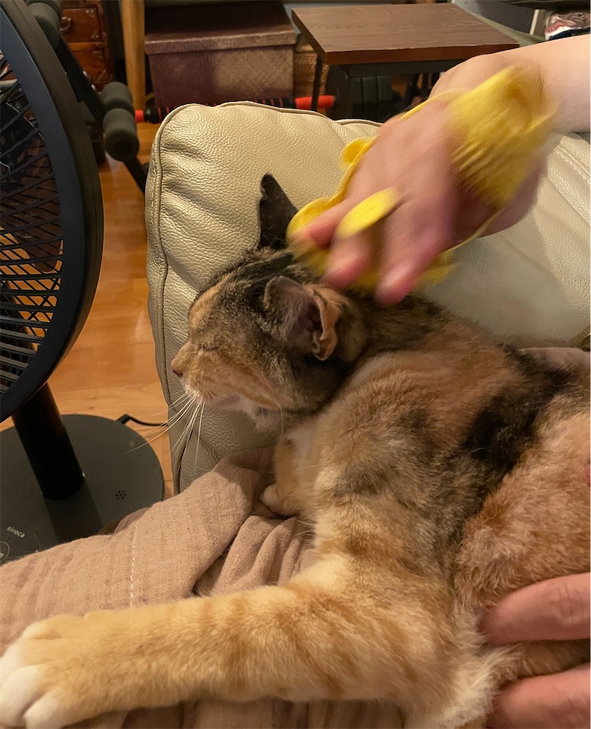 f:id:hiraryo0201:20230910160608j:image