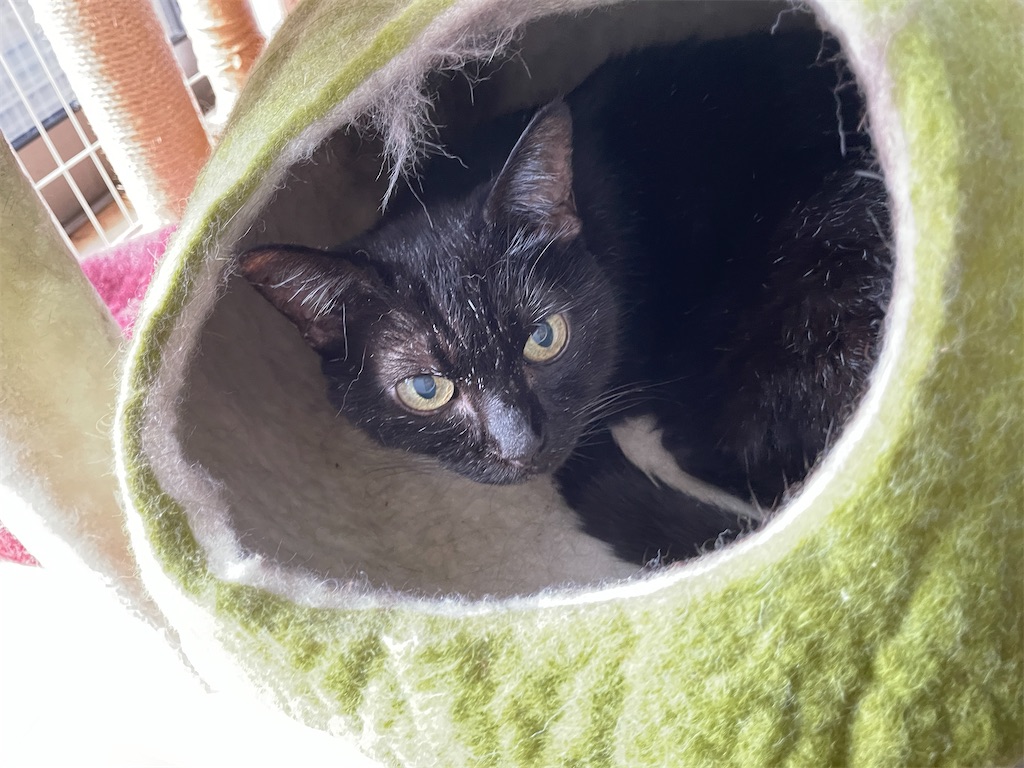 f:id:hiraryo0201:20230916094555j:image