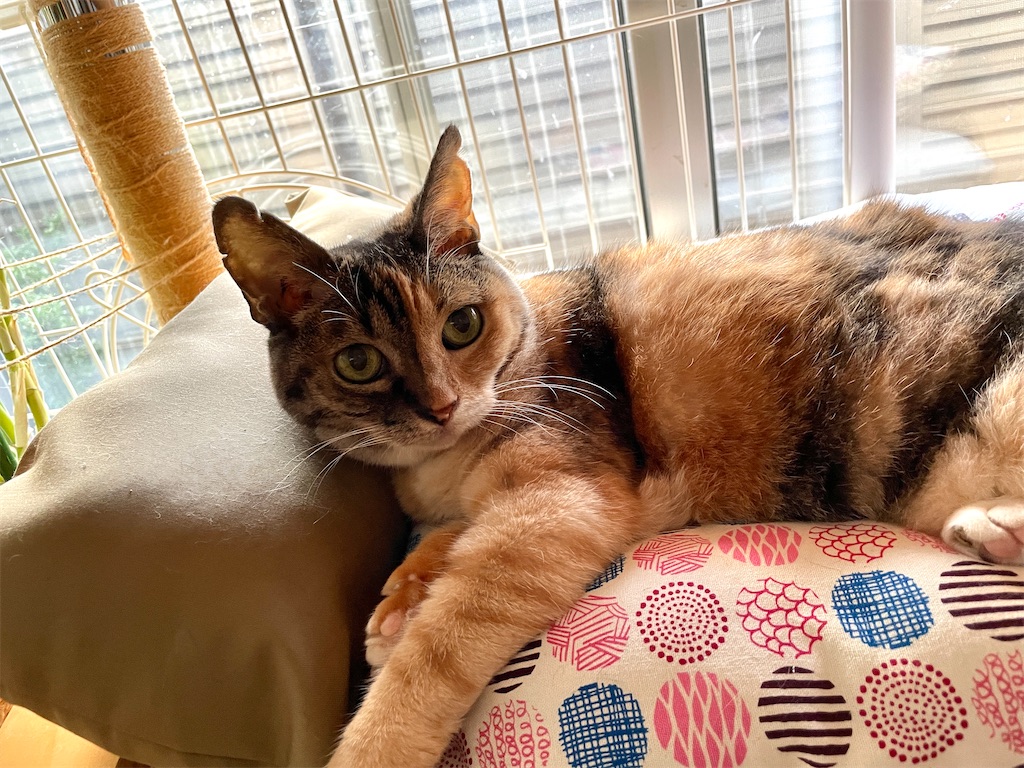 f:id:hiraryo0201:20230916094614j:image